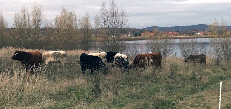 Rekultivierung des Altabbaugebietes mit „Landschaftspflegern“ gestartet