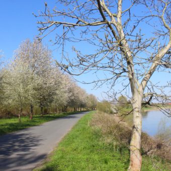 Frühling in den Weserauen