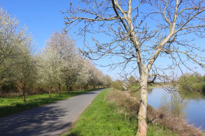 Frühling in den Weserauen
