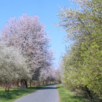 Frühling in den Weserauen