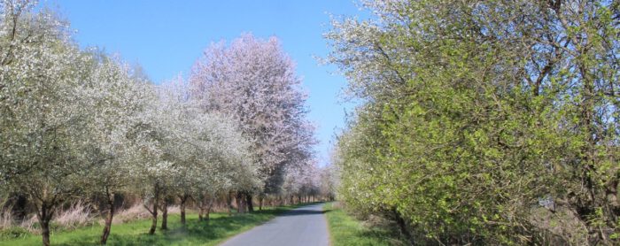 Frühling in den Weserauen