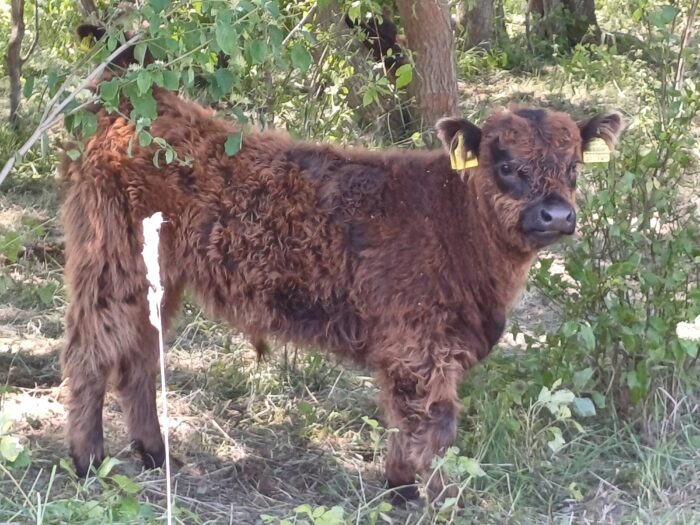 Beweidung im Altabbaugebiet