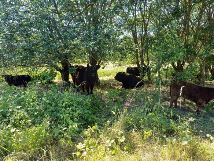 Beweidung im Altabbaugebiet