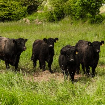 Erkundung Lebensraum Altabgrabung