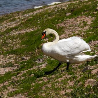 Erkundung Lebensraum Altabgrabung