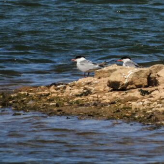 Erkundung Lebensraum Altabgrabung