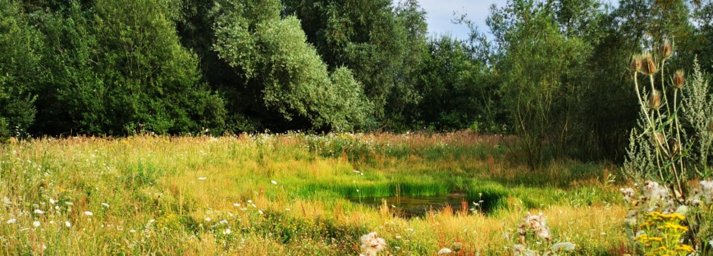 Erkundung Lebensraum Altabgrabung