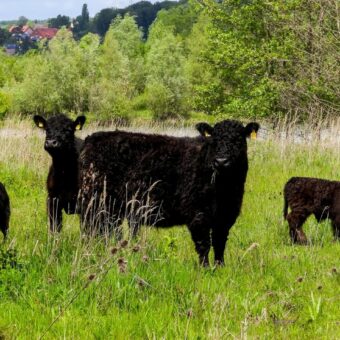 Erneute Exkursion in der Altabgrabung Varenholz