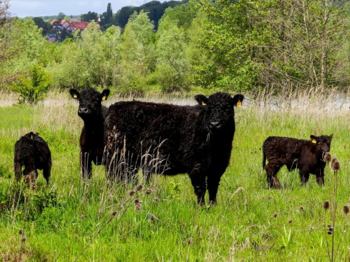 Erneute Exkursion in der Altabgrabung Varenholz